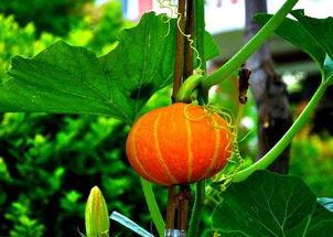 总是吃别人的瓜,揭秘总是吃别人瓜的奥秘  第1张