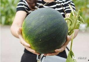 汕头外砂吃瓜群,外砂吃瓜群的夏日闲话时光  第2张