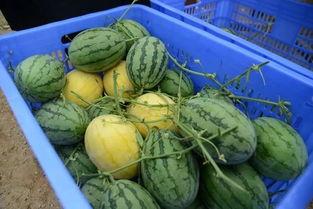 汕头外砂吃瓜群,外砂吃瓜群的夏日闲话时光  第3张