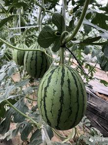 吃瓜网红博雅  第3张