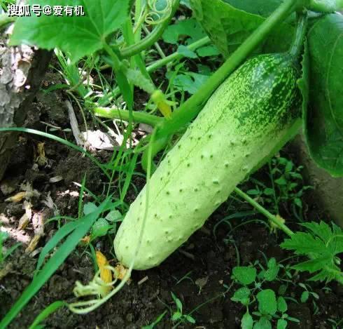 吃旱瓜嘴麻  第2张