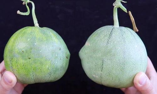 吃自家老板的瓜  第3张